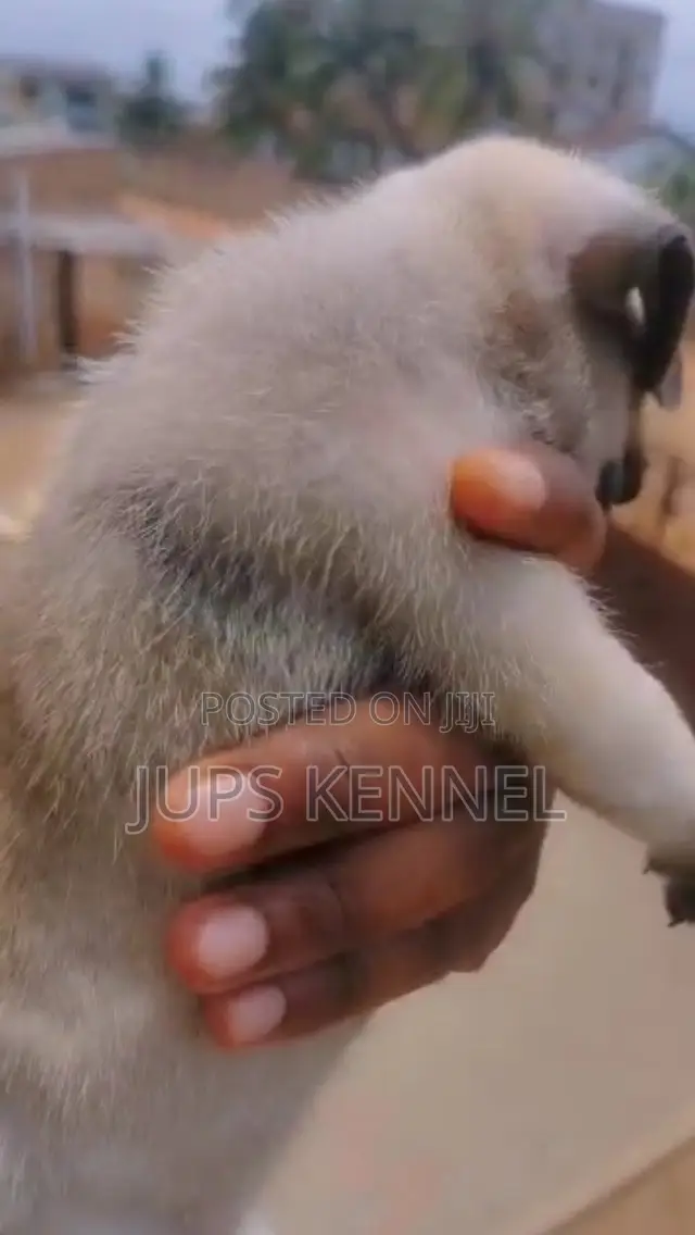 1-3 months Female Purebred Pug