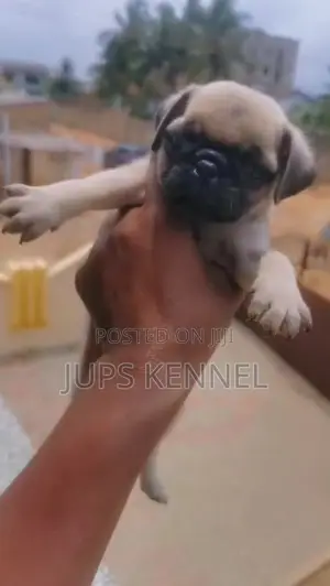1-3 months Female Purebred Pug