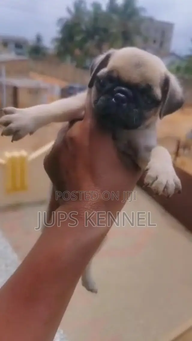 1-3 months Female Purebred Pug