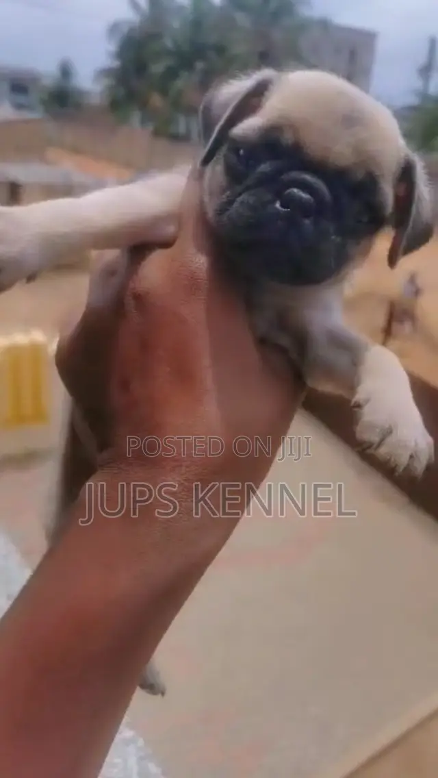 1-3 months Female Purebred Pug