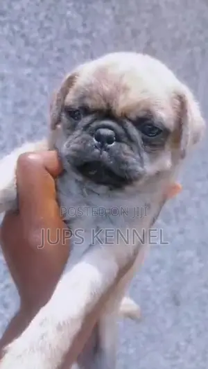 1-3 months Male Purebred Pug