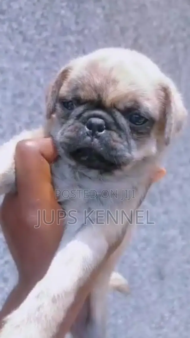 1-3 months Male Purebred Pug