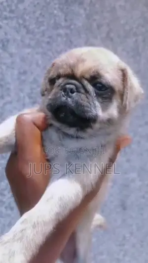 1-3 months Male Purebred Pug