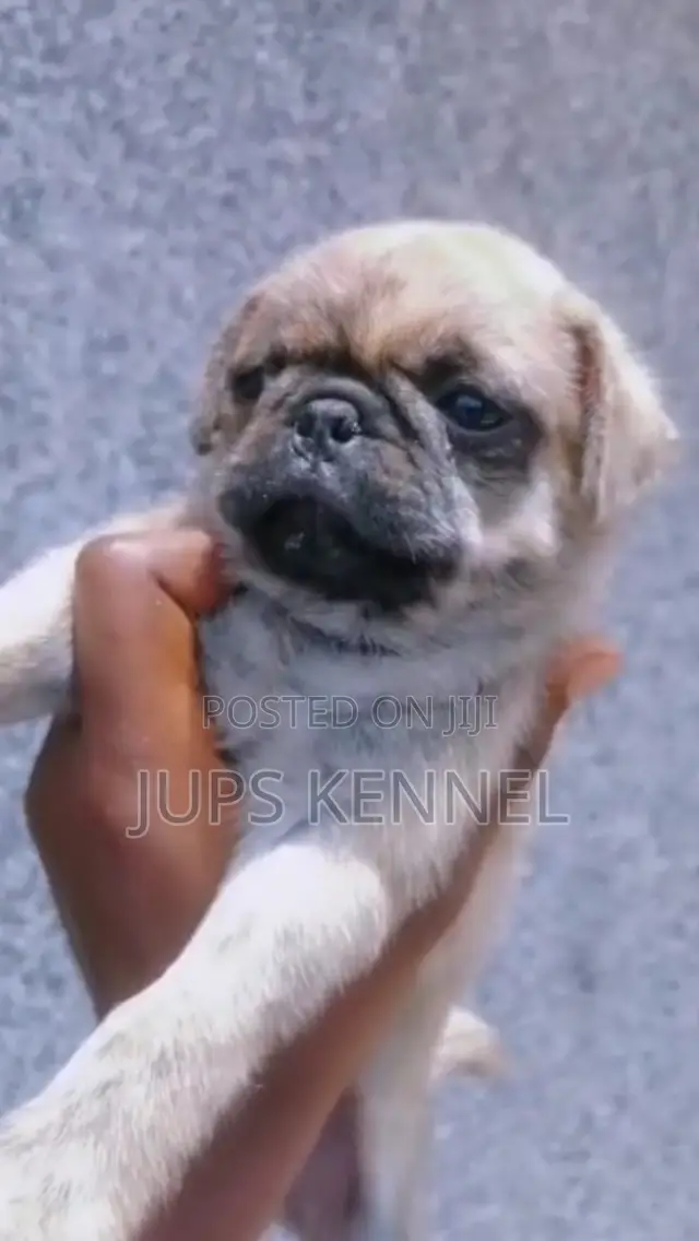 1-3 months Male Purebred Pug