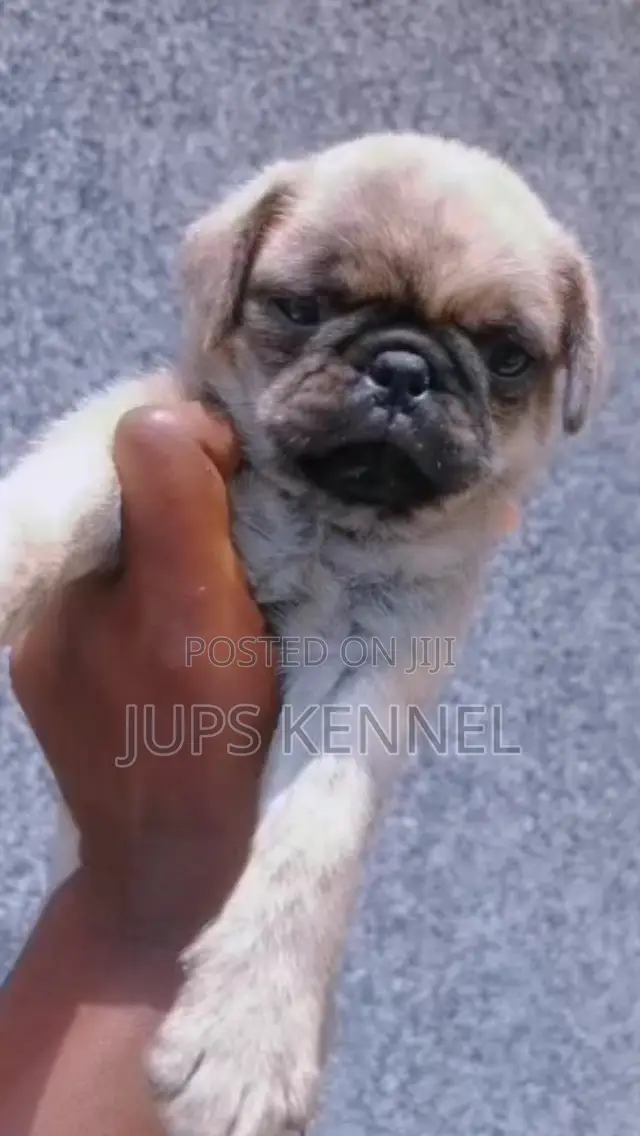 1-3 months Male Purebred Pug