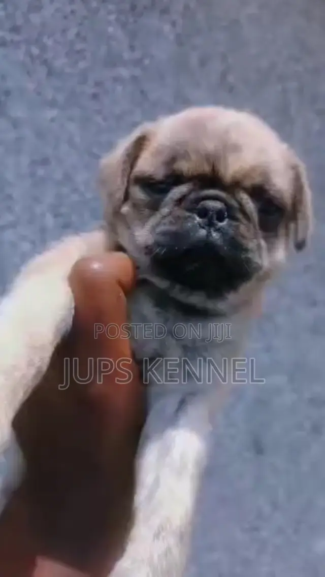 1-3 months Male Purebred Pug