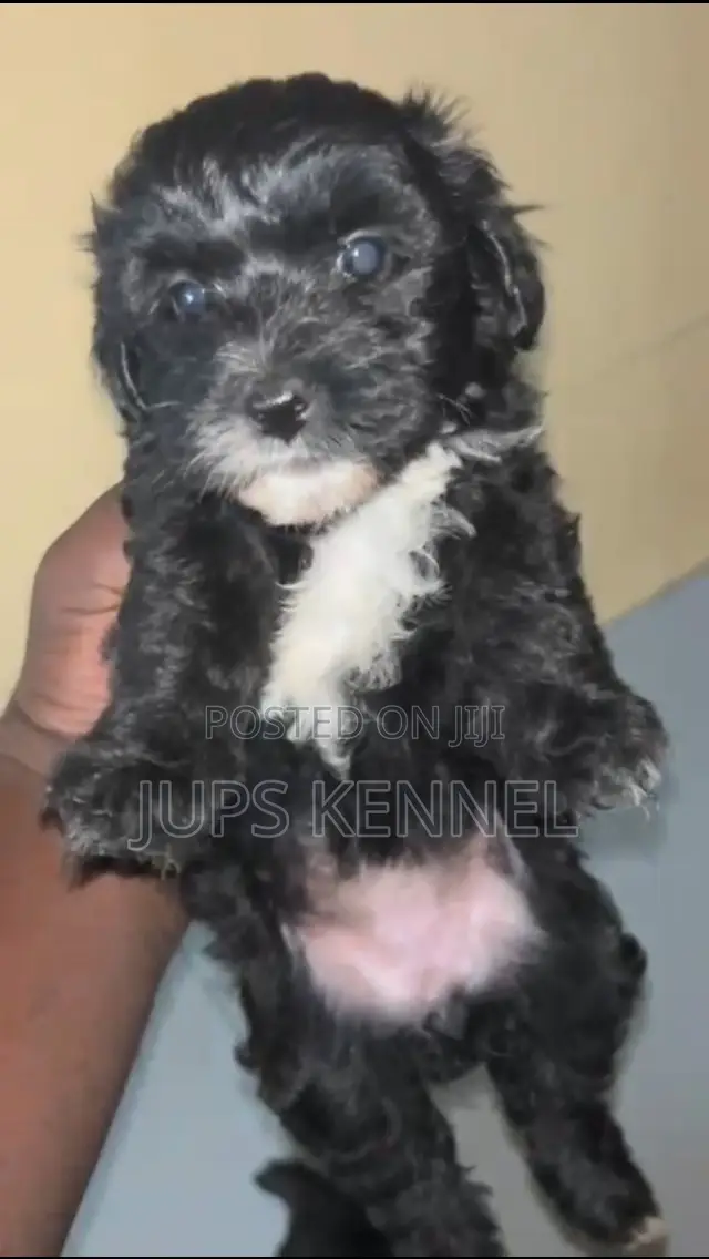 1-3 months Female Purebred Poodle