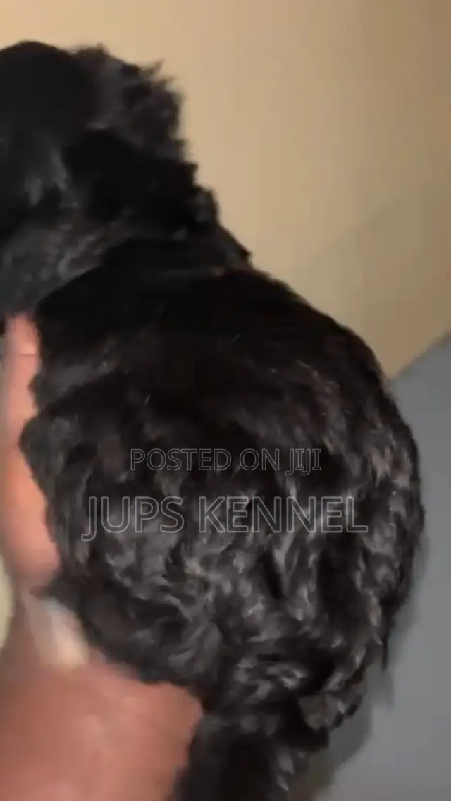 1-3 months Female Purebred Poodle