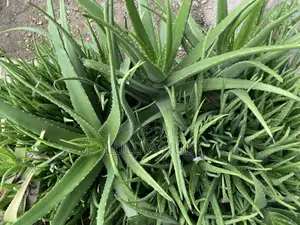Aloe Vera Plant