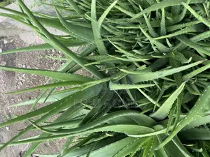 Aloe Vera Plant
