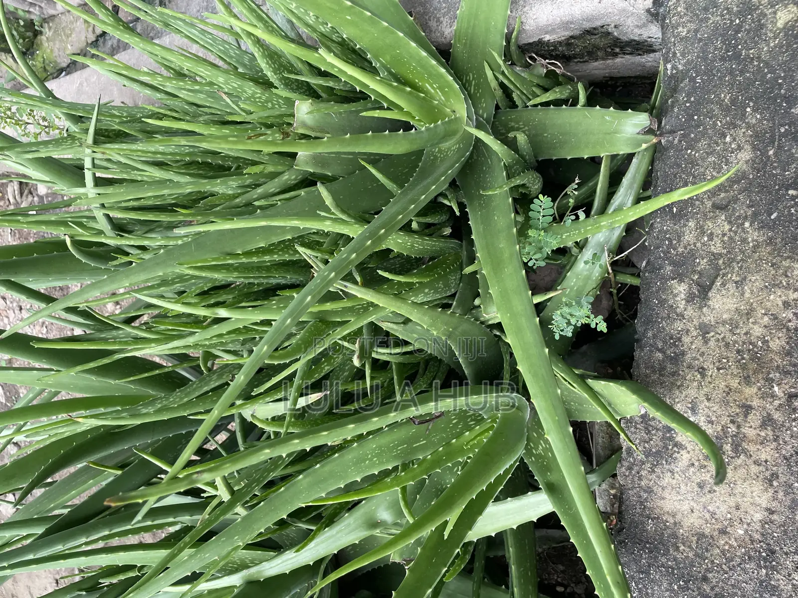 Aloe Vera Plant