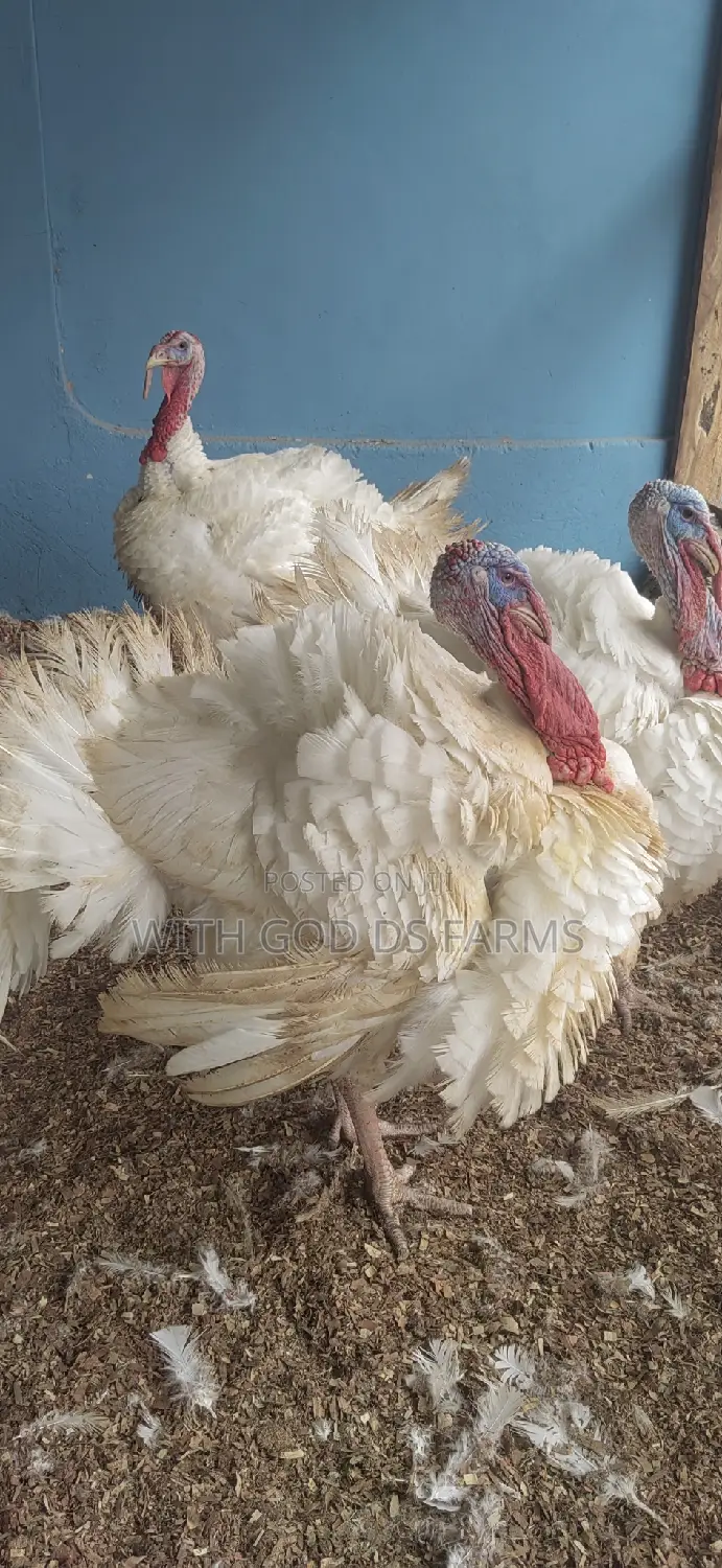 Foreign Broad Breasted White Turkey Available