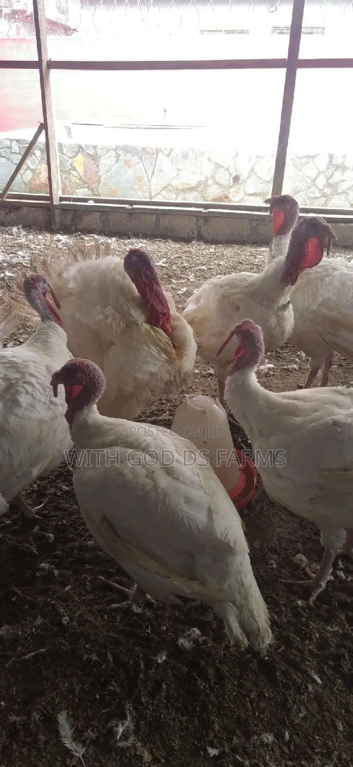 Foreign Broad Breasted White Turkey Available