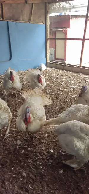 Foreign Broad Breasted White Turkey Available