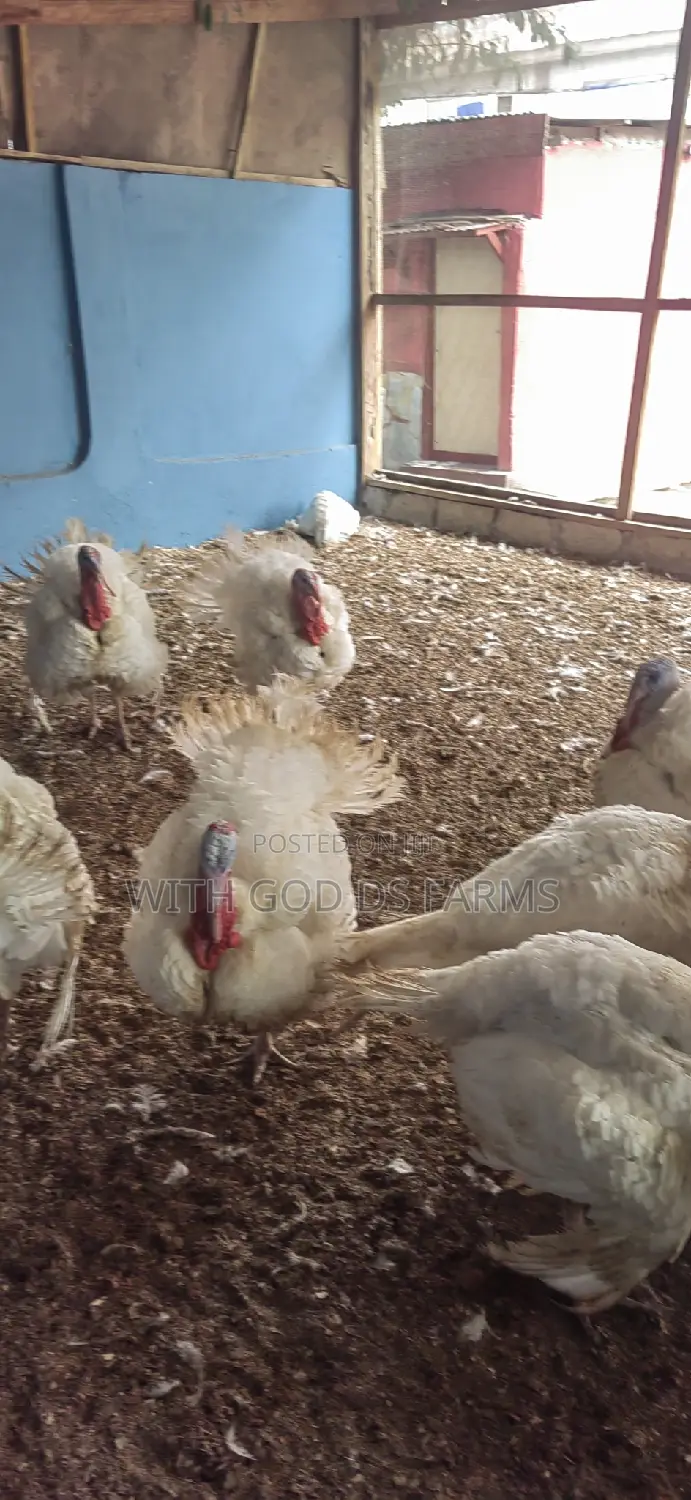 Foreign Broad Breasted White Turkey Available