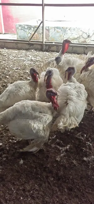 Foreign Broad Breasted White Turkey Available