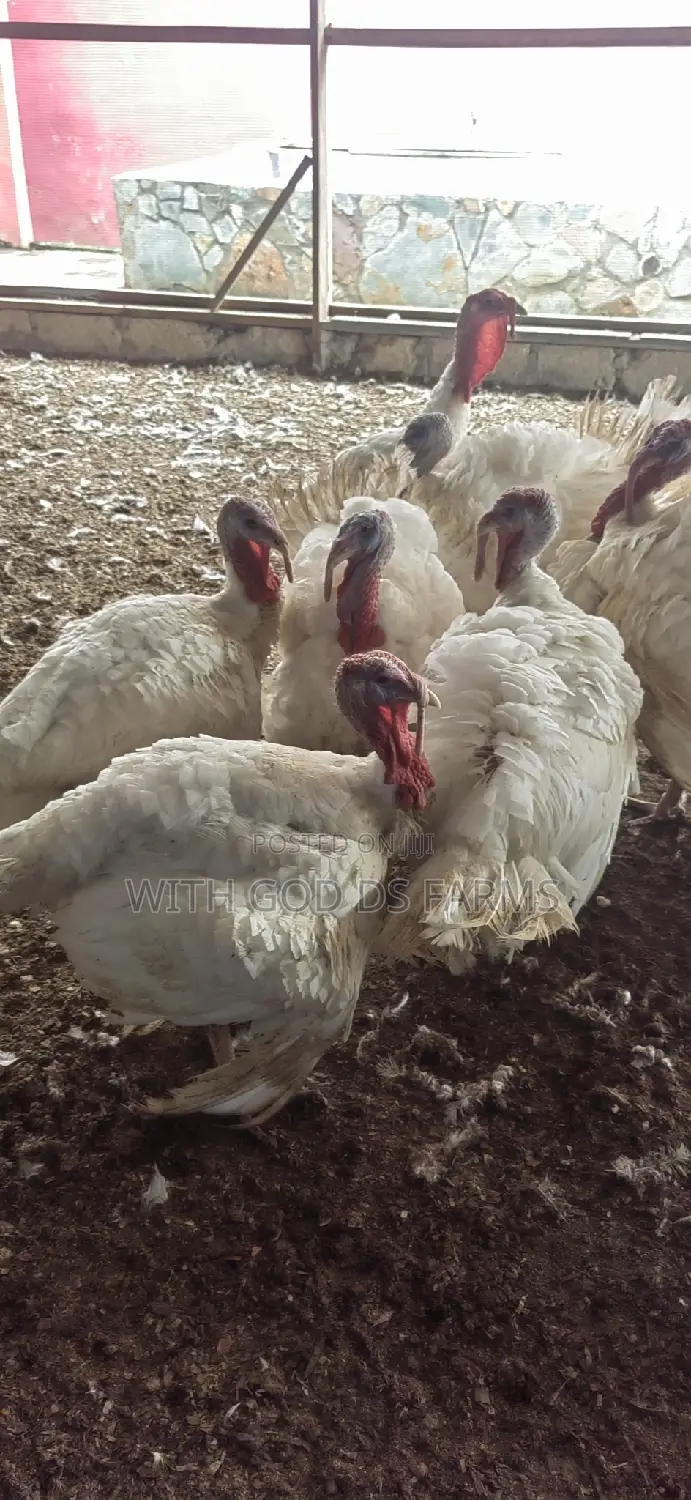 Foreign Broad Breasted White Turkey Available