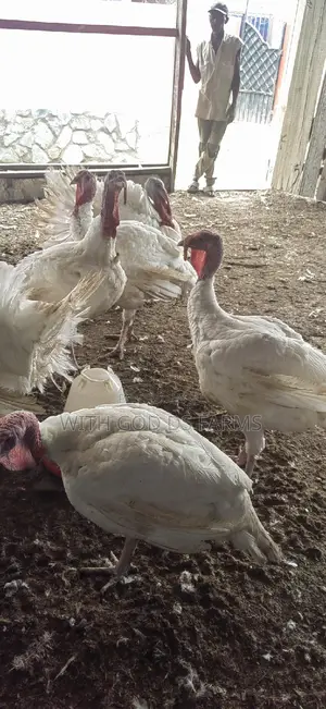Foreign Broad Breasted White Turkey Available