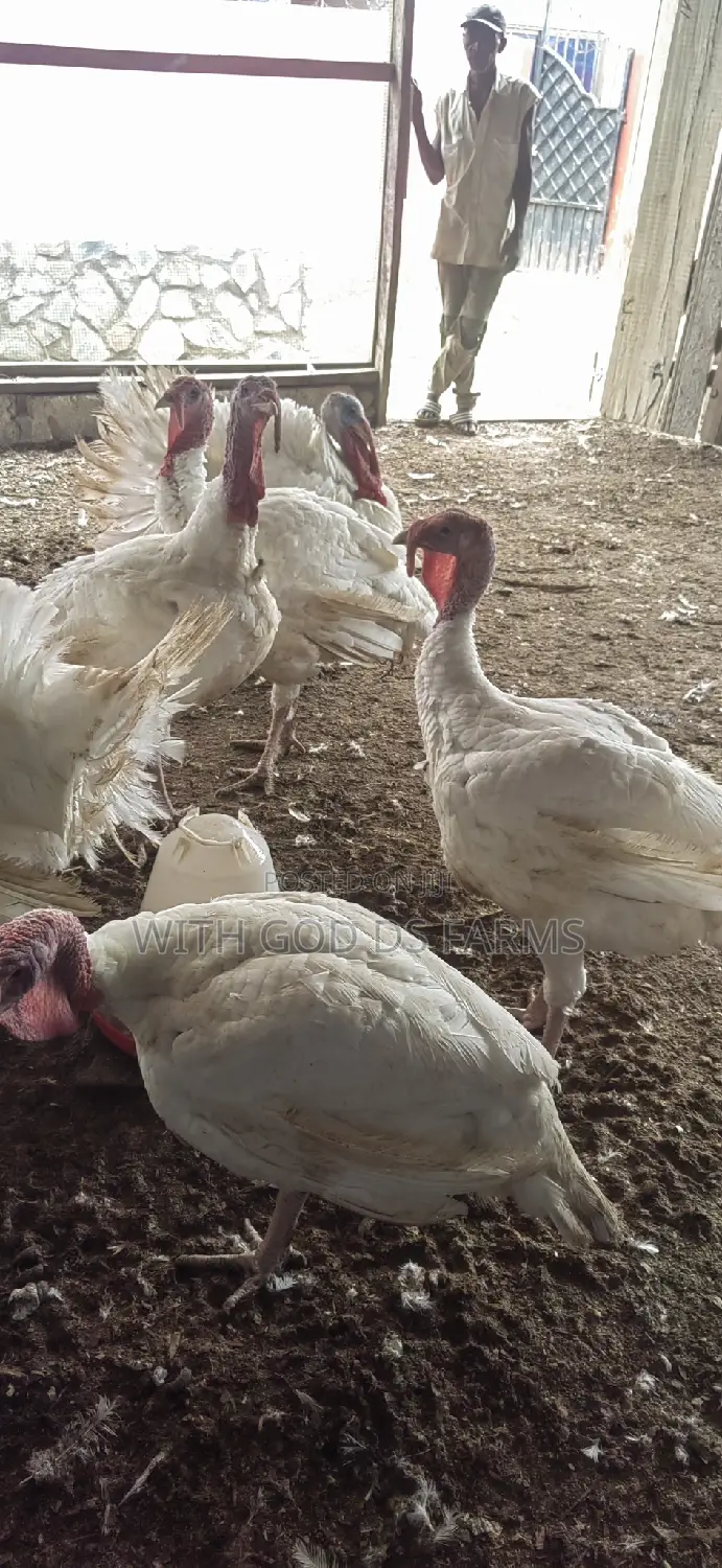 Foreign Broad Breasted White Turkey Available