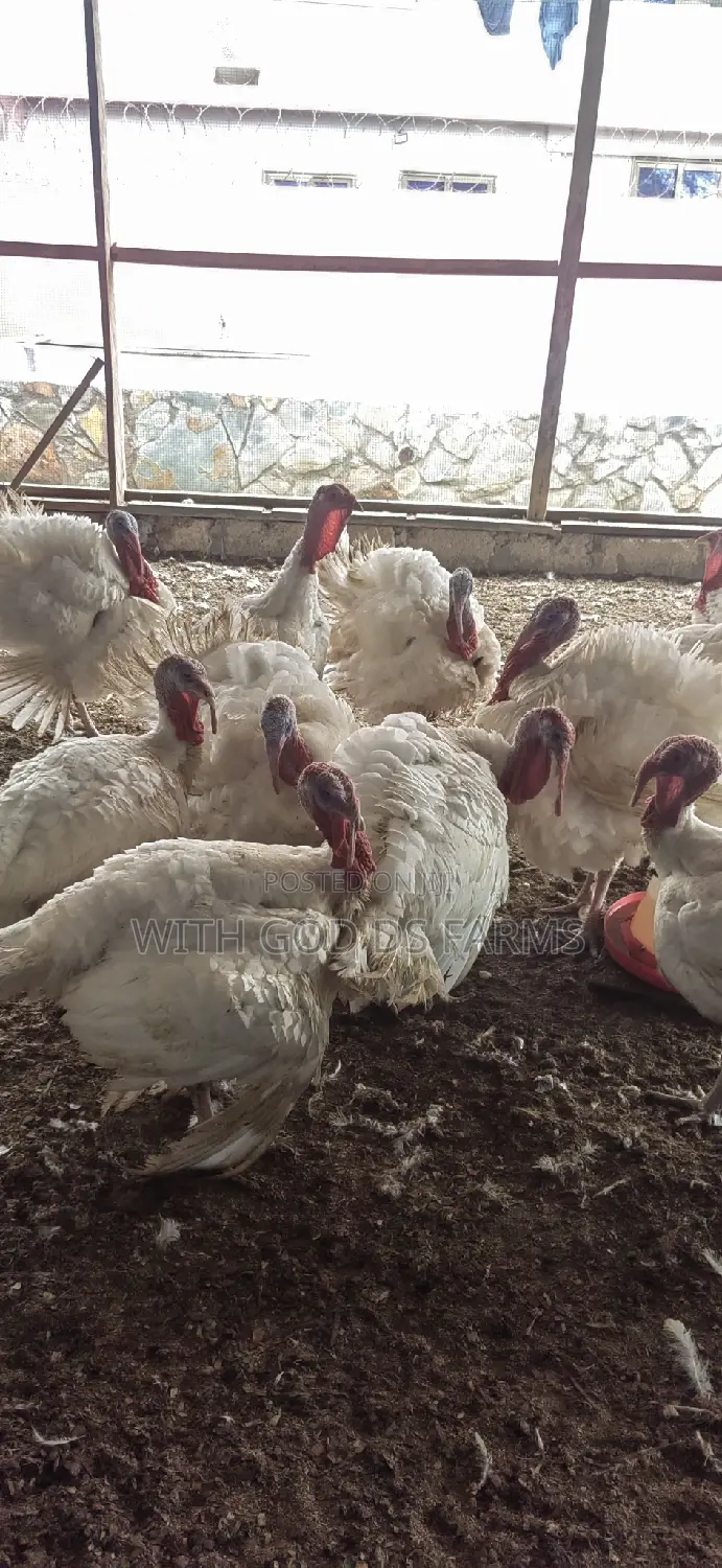 Foreign Broad Breasted White Turkey Available