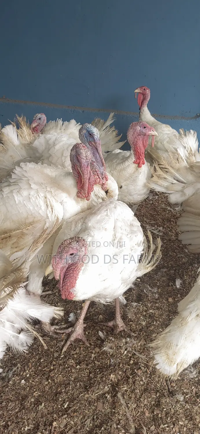 Foreign Broad Breasted White Turkey Available