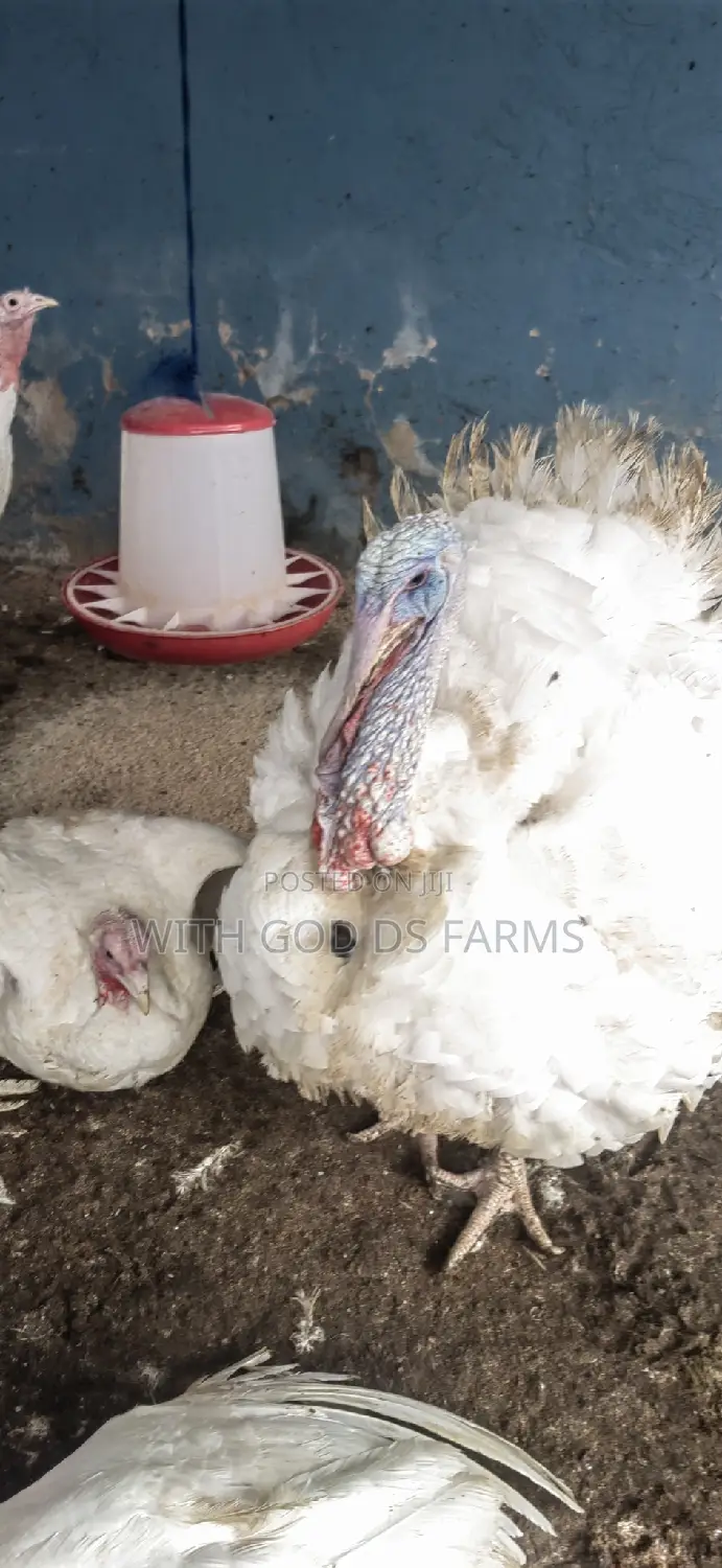 Foreign Broad Breasted White Turkey Available