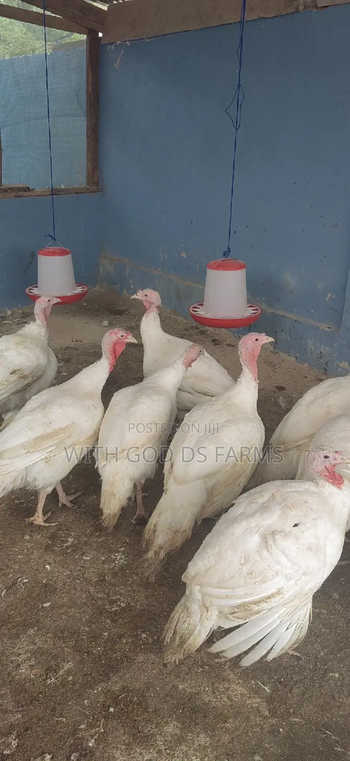 Foreign Broad Breasted White Turkey Available