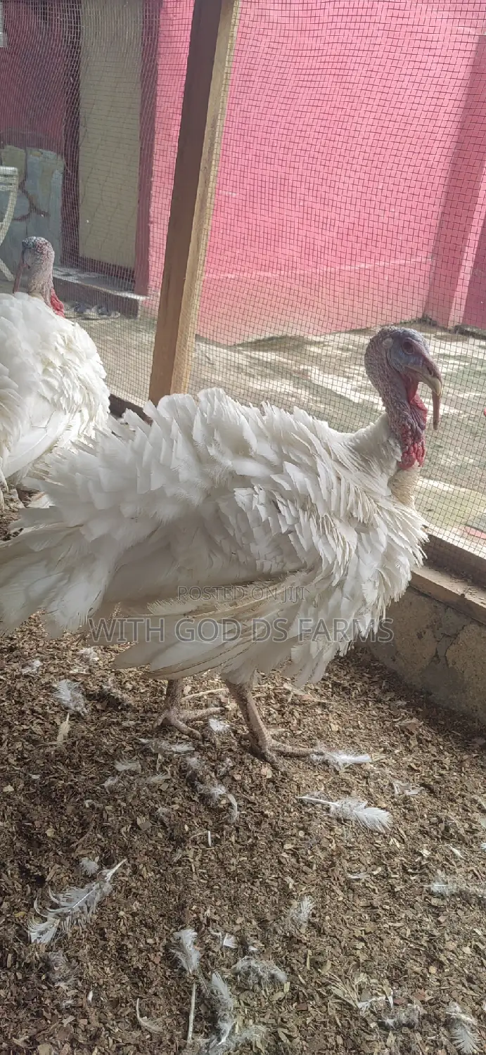 Foreign Broad Breasted White Turkey Available