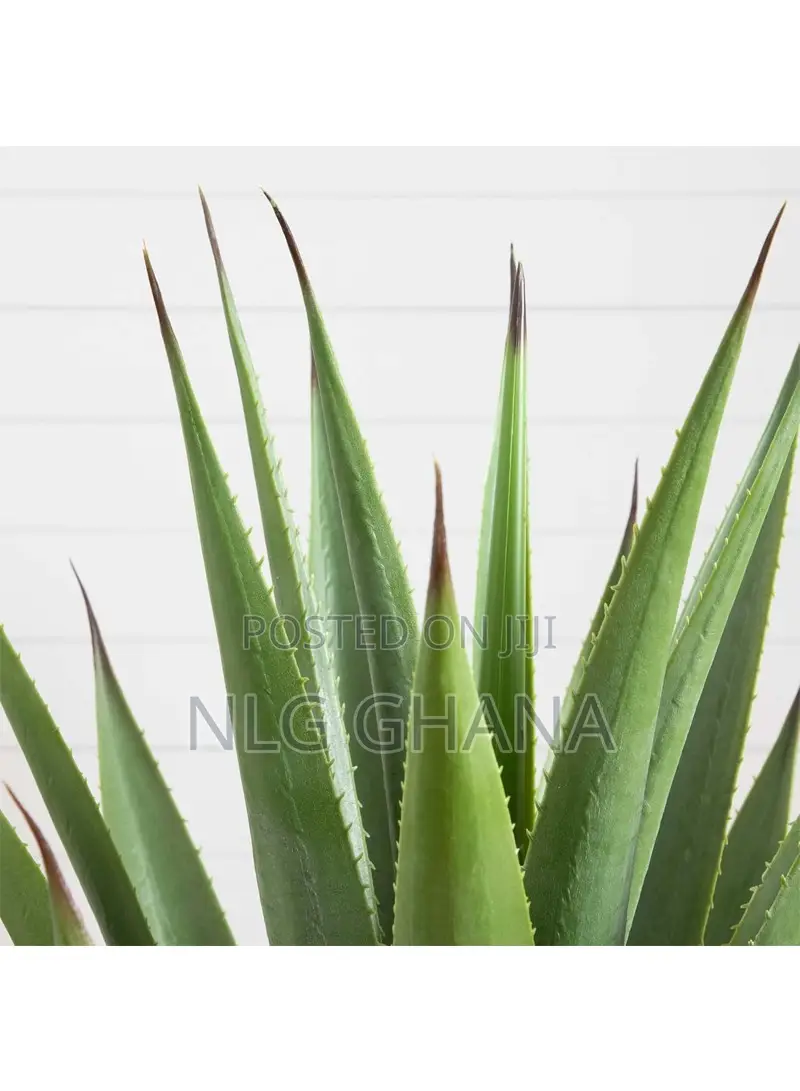 37cm / 14.6" Artificial Spiked Agave Plant. Ghx6294