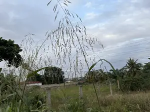 Three Plots for Sale at Ahodwo.