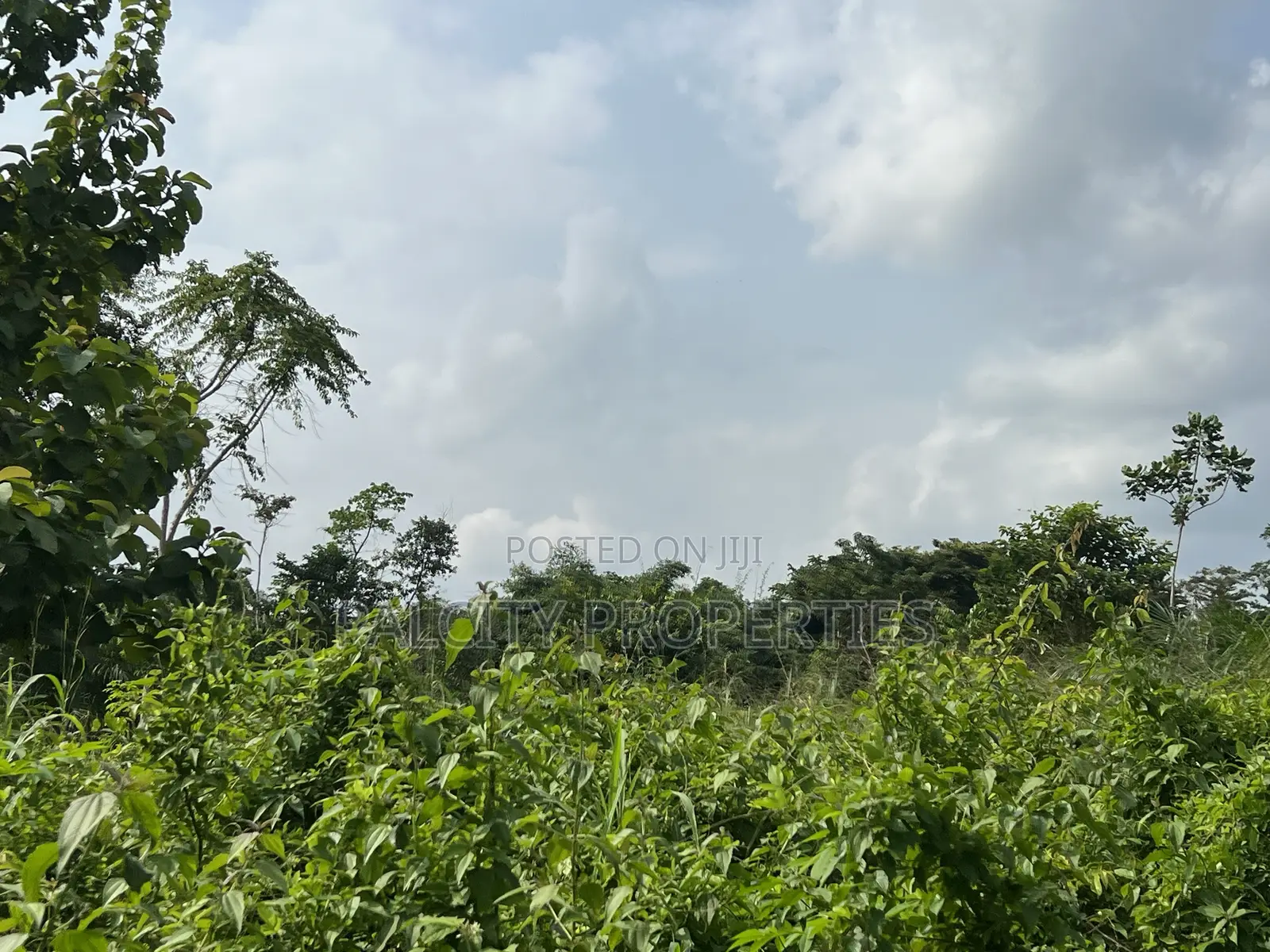 Over 100 Acres of Farm Land for Sale at Senchi