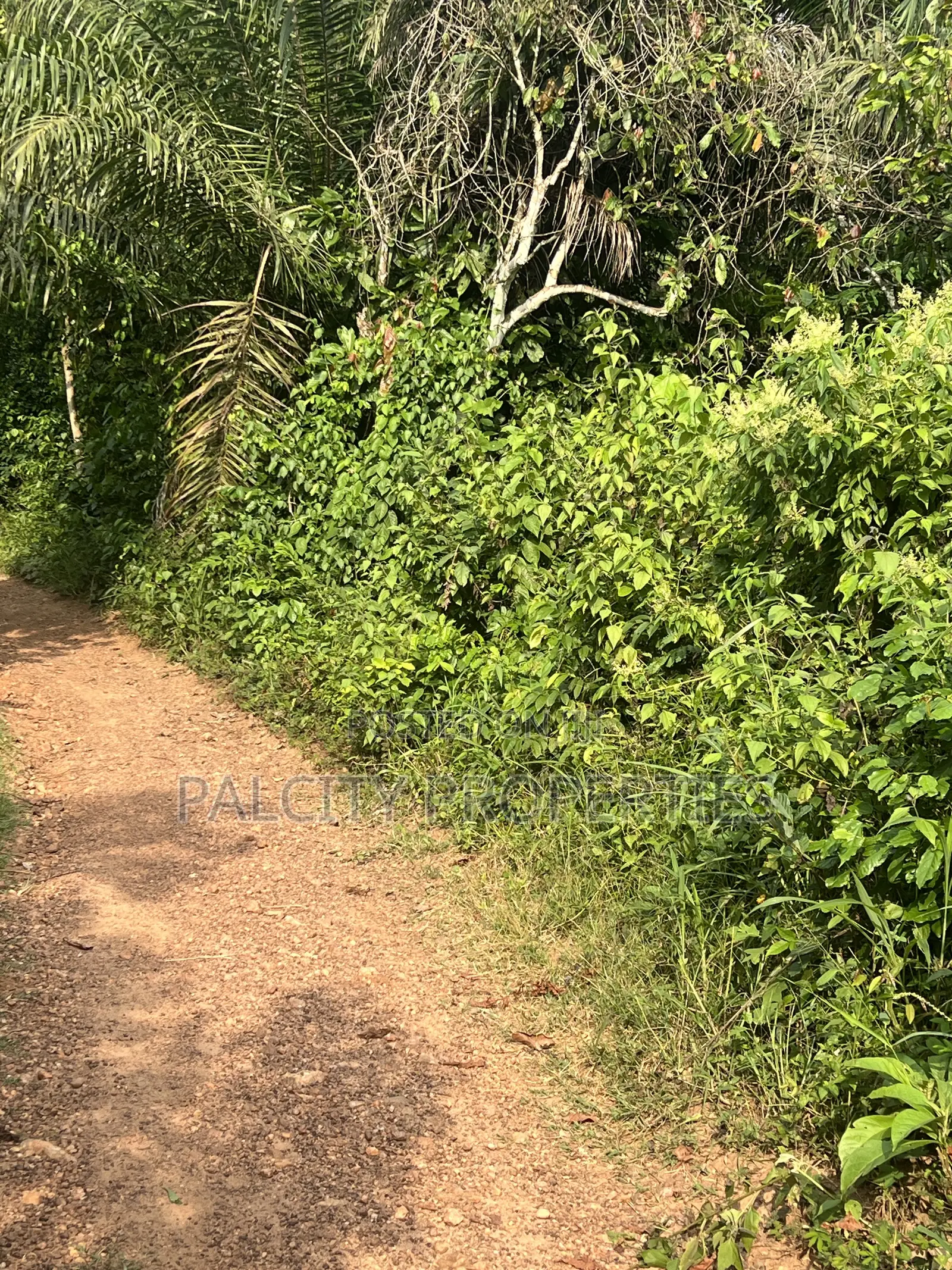 Over 100 Acres of Farm Land for Sale at Senchi