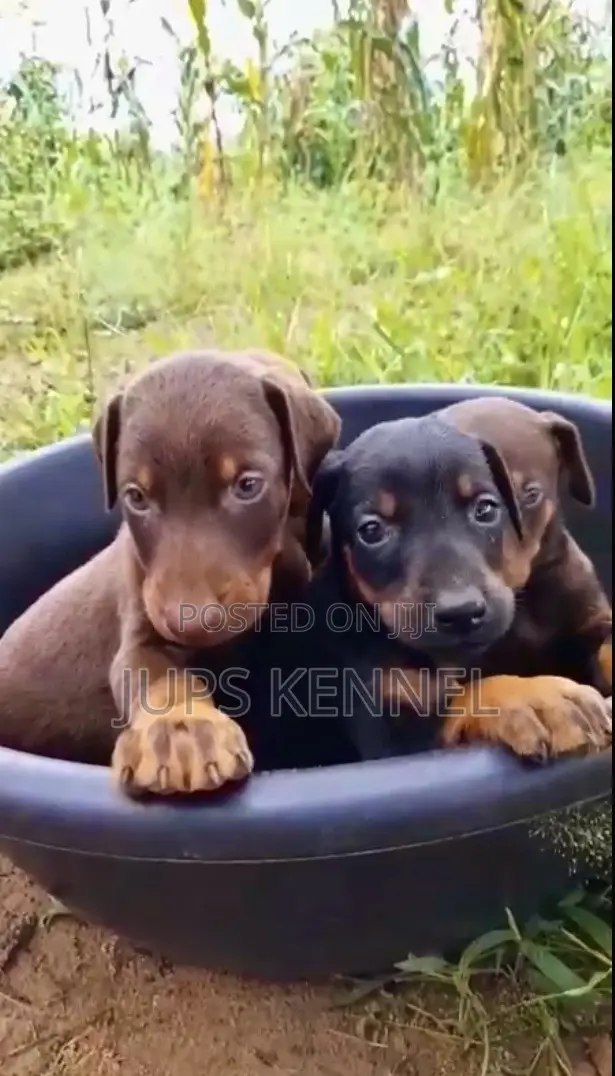 1-3 months Female Purebred Doberman Pinscher