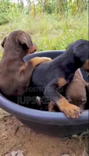1-3 months Female Purebred Doberman Pinscher