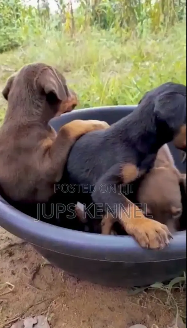 1-3 months Female Purebred Doberman Pinscher