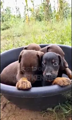 1-3 months Female Purebred Doberman Pinscher