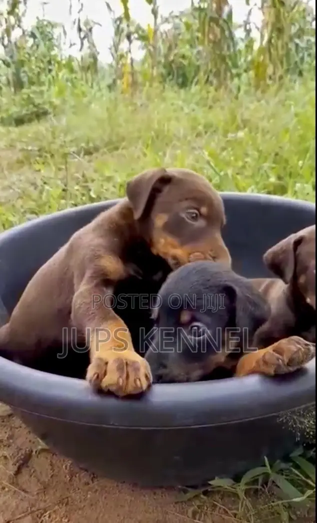 1-3 months Female Purebred Doberman Pinscher