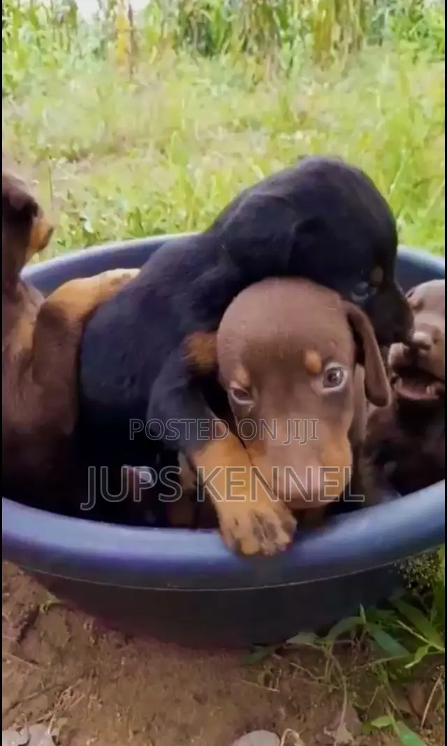 1-3 months Female Purebred Doberman Pinscher