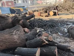 Tree Logs for Sale
