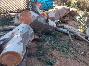 Tree Logs for Sale