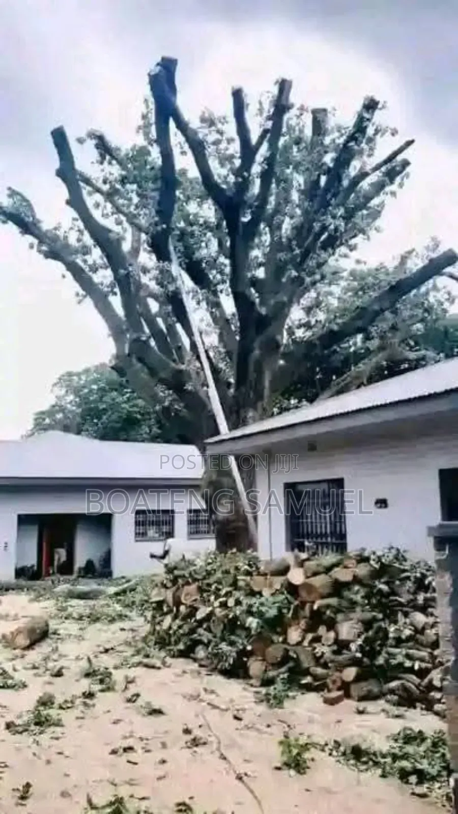 Tree Logs for Sale