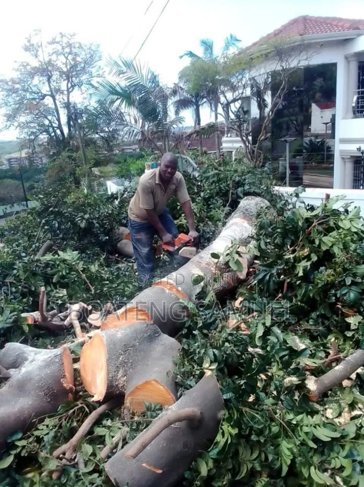 Tree Logs for Sale
