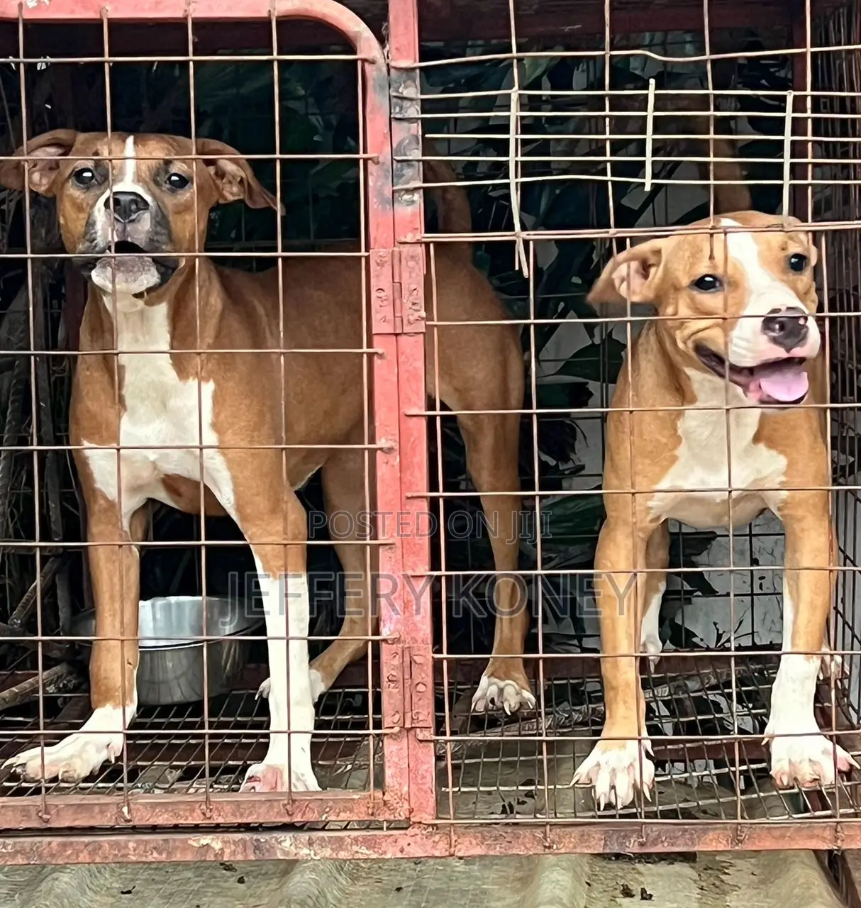 3-6 months Male Purebred American Pit Bull Terrier