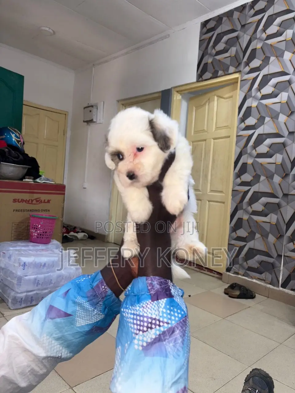 1-3 months Male Purebred Poodle