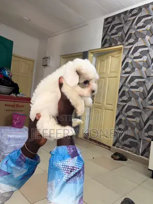 1-3 months Male Purebred Poodle