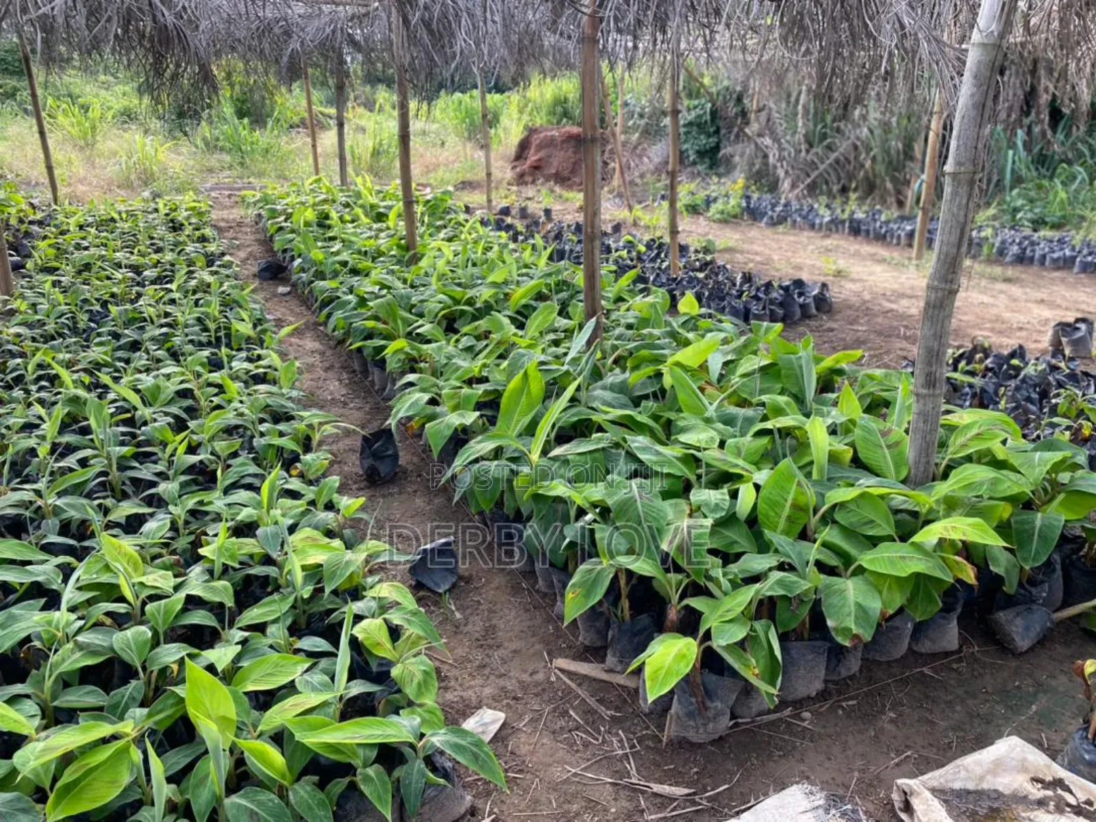 Plantain Seedlings Utilize De Space at Ur Backyard It Raining Daily