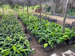 Plantain Seedlings Utilize De Space at Ur Backyard It Raining Daily