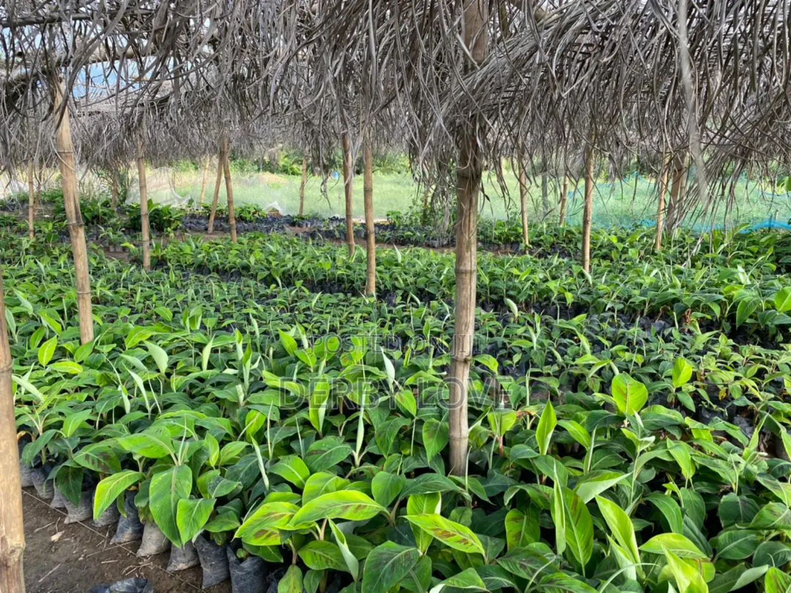 Plantain Seedlings Utilize De Space at Ur Backyard It Raining Daily
