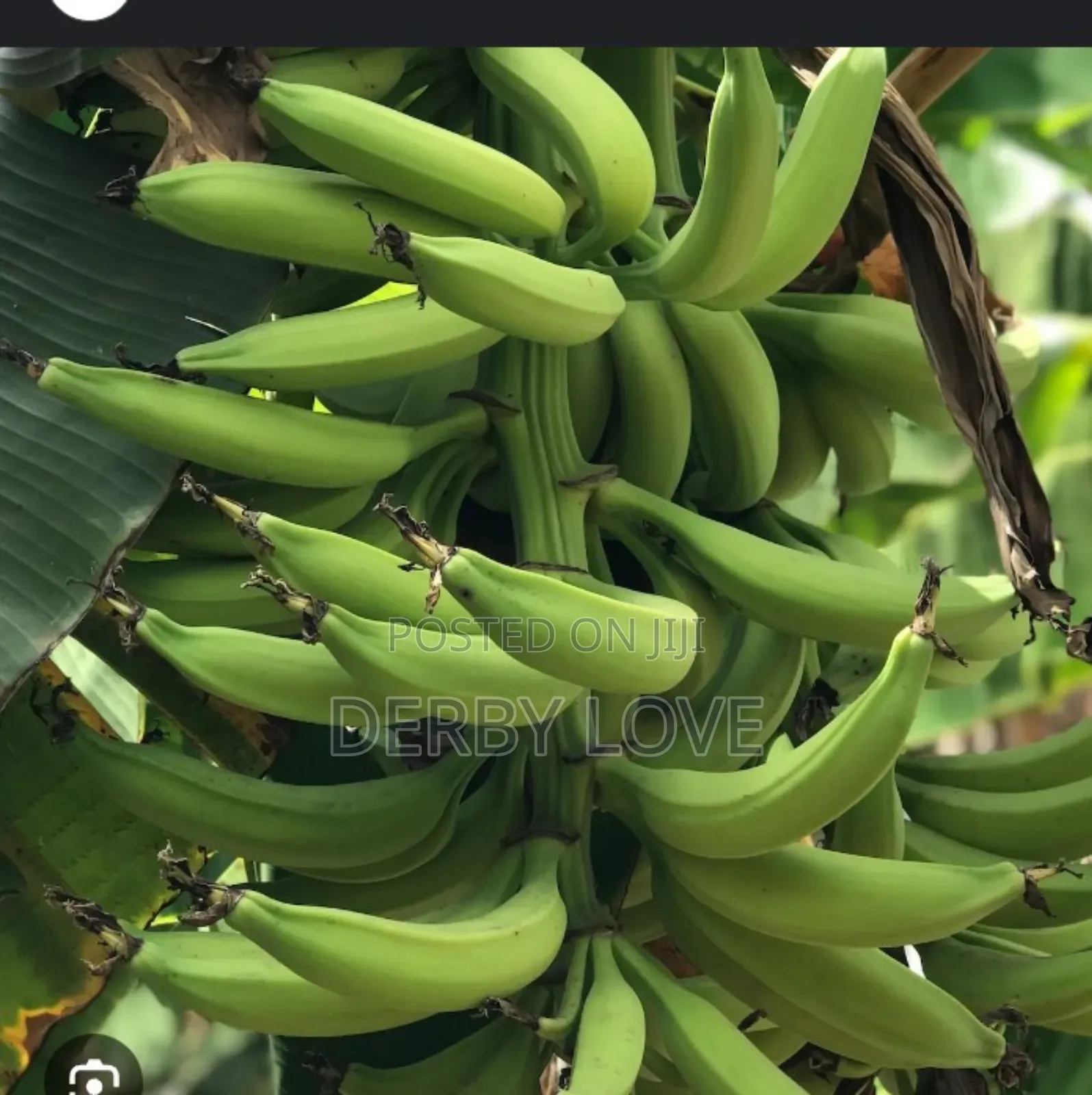 Plantain Seedlings Utilize De Space at Ur Backyard It Raining Daily