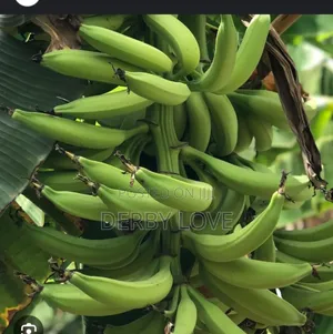 Plantain Seedlings Utilize De Space at Ur Backyard It Raining Daily